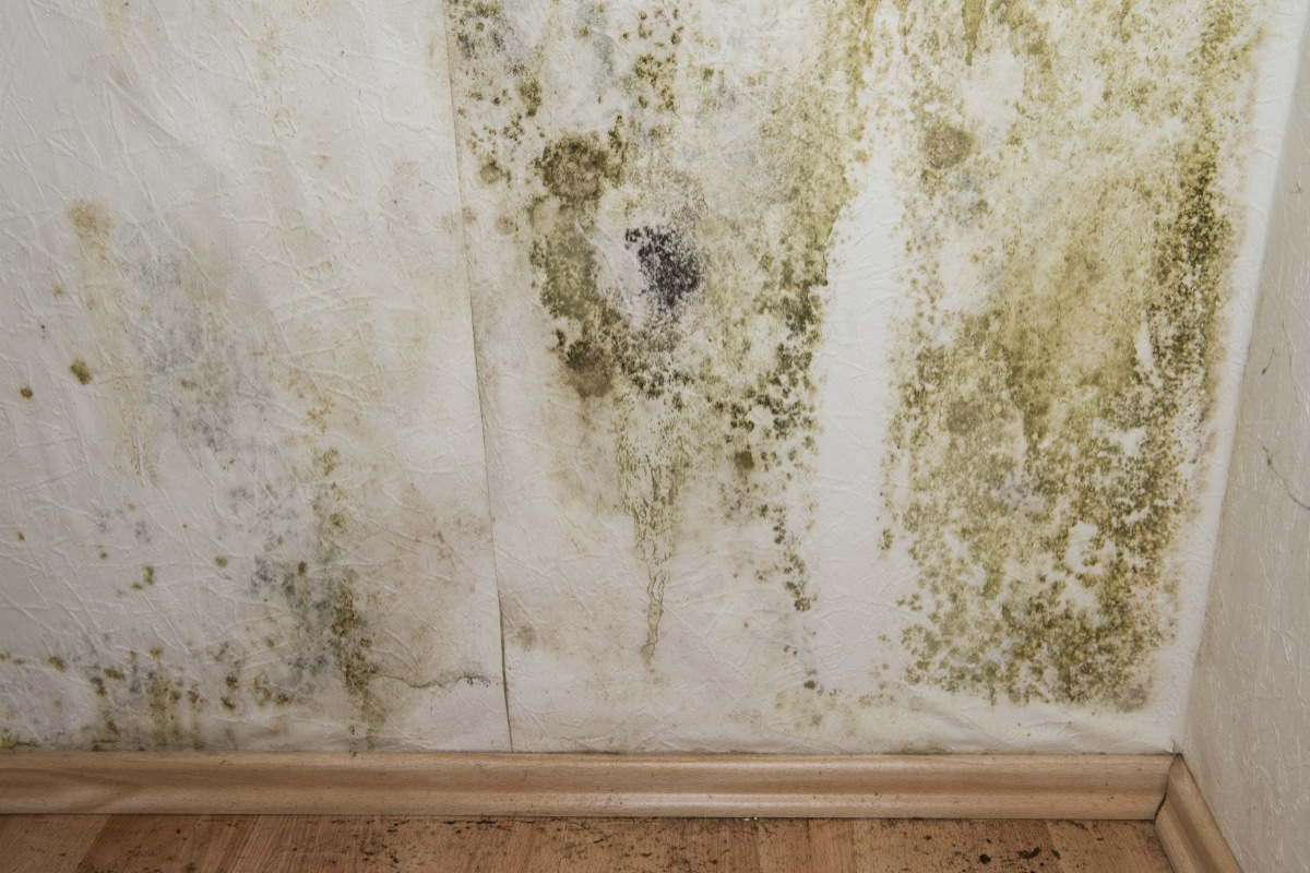 Comment lutter contre la moisissure au plafond de la salle de bains ?